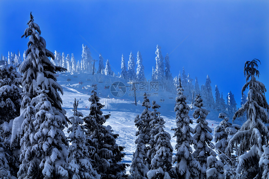 华盛顿斯诺夸尔姆山口的雪树图片