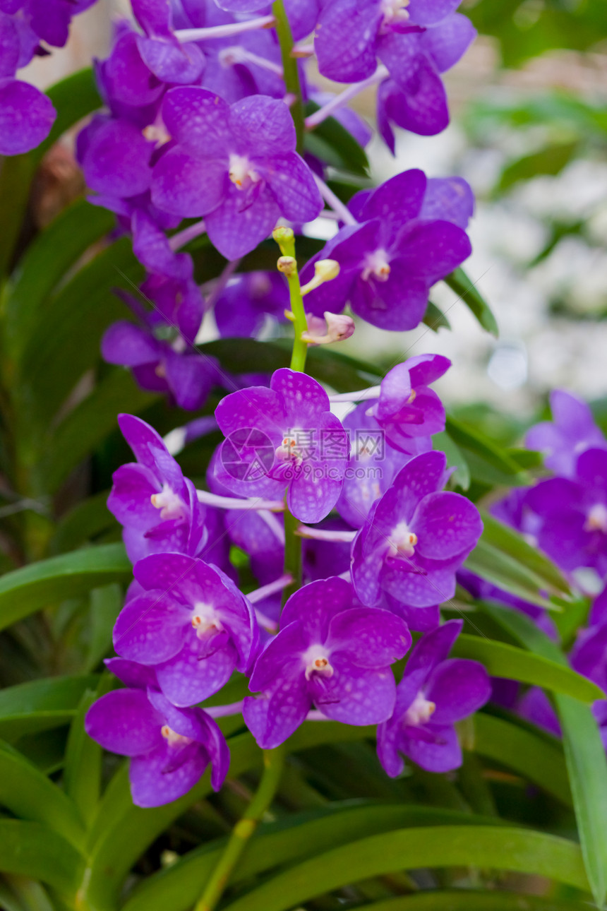 美丽的兰花风格植物学农村热带花园叶子装饰紫色背景花束图片
