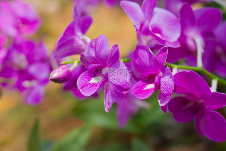 美丽的兰花花园叶子花瓣装饰植物学农村紫色植物风格花束图片