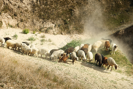 羊灰尘木头途径家畜农场爬坡养牛业农业哺乳动物羊毛高清图片
