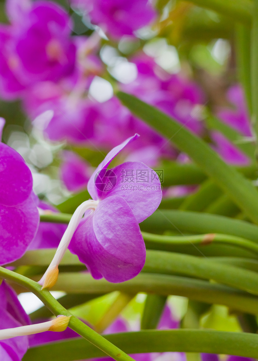 美丽的兰花背景花瓣热带紫色植物学装饰花束花园叶子环境图片