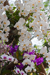 瑟兰特美丽的兰花叶子紫色植物群花园花瓣背景环境农村风格花束背景