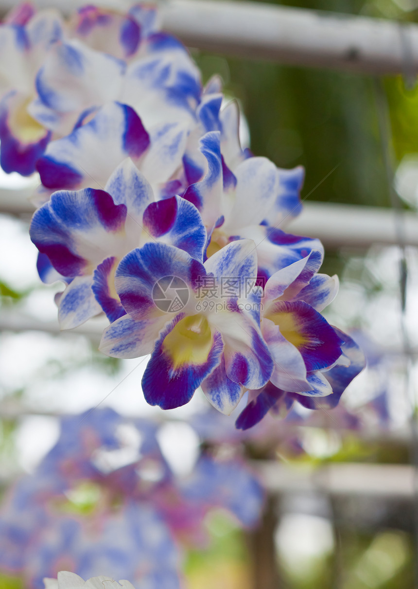 美丽的兰花紫色风格花瓣花园热带装饰植物学花束植物群叶子图片