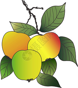 绘图苹果艺术品艺术植物生物学饮食季节食物野生动物花园叶子背景图片