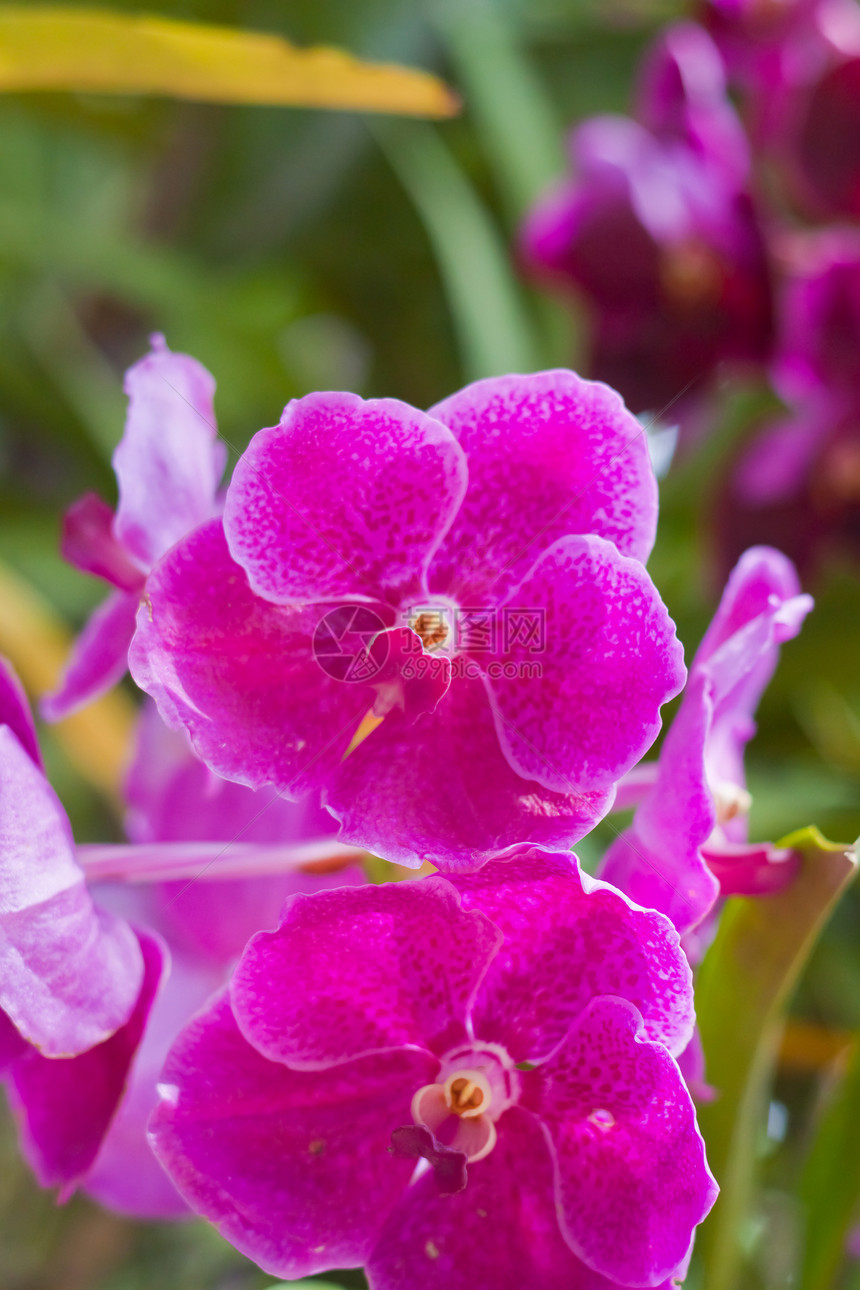 美丽的兰花叶子花瓣花园紫色植物花束背景植物学植物群装饰图片