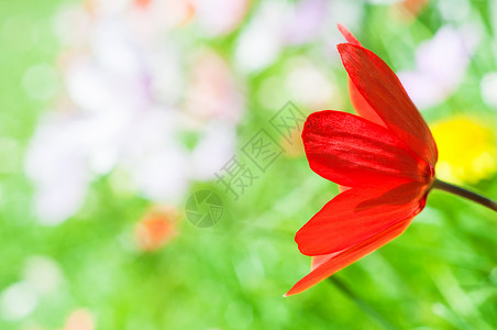 郁金香方向白色红色粉色横向花朵橙子柔焦绿色水平背景图片