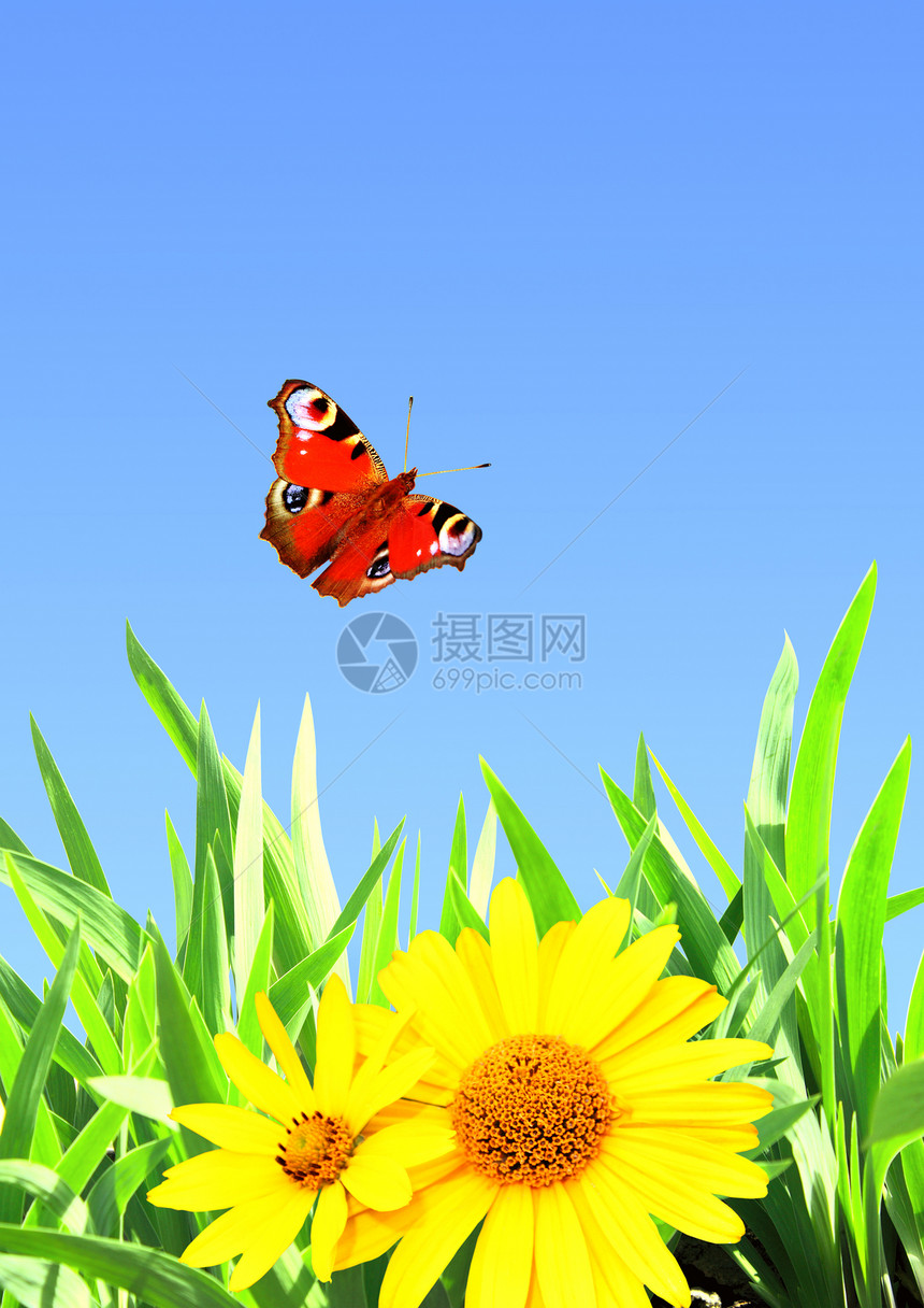夏花花植物昆虫环境生长边界绿色孔雀蝴蝶生活植物群图片