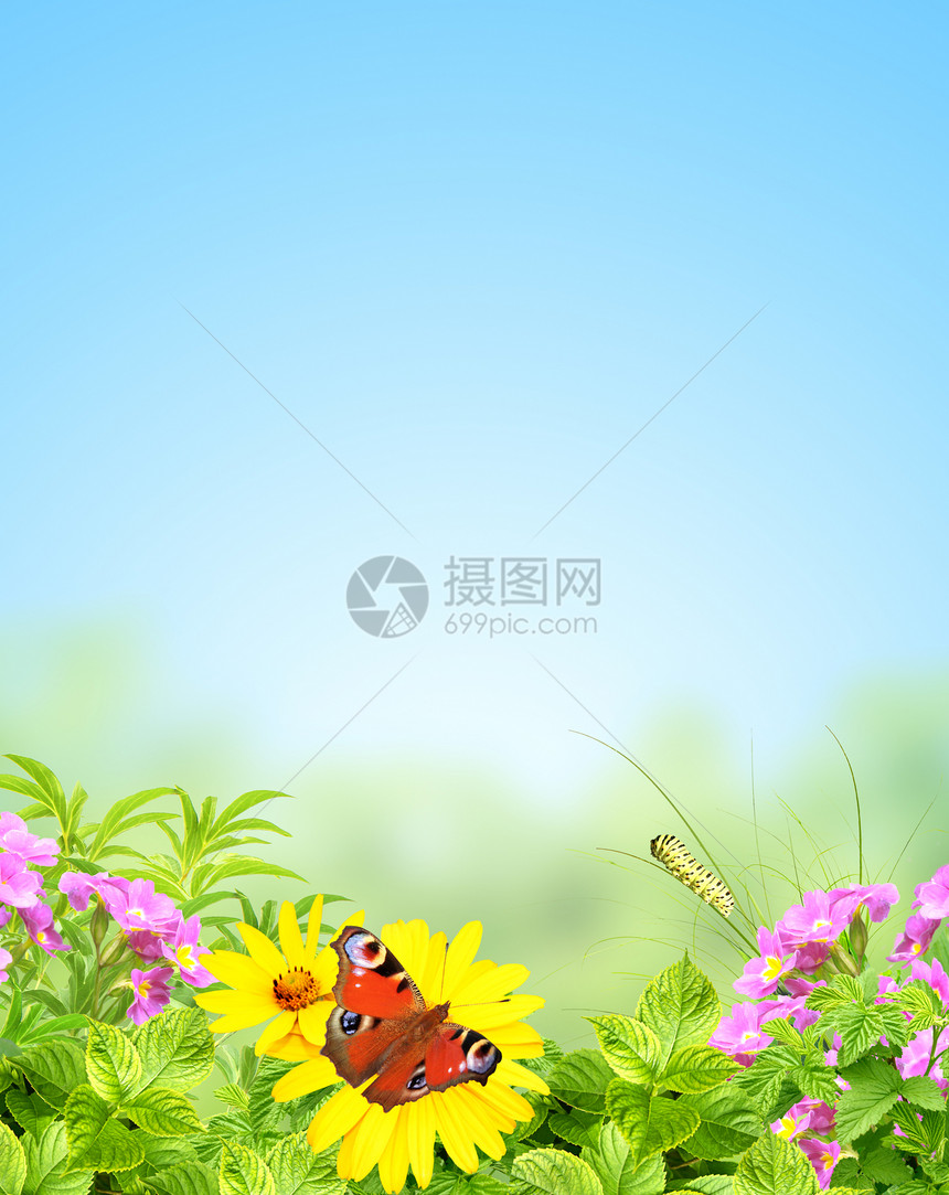 夏季框架蝴蝶环境叶子天空毛虫蓝色绿色幼苗孔雀植物图片