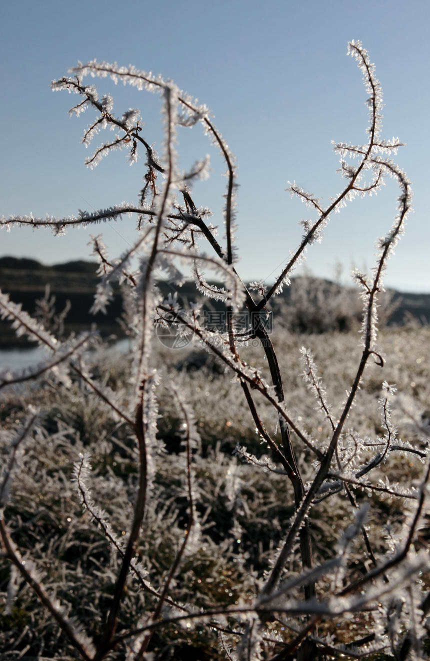 雪中的冰树枝和草 与蓝色河流和天空相对图片