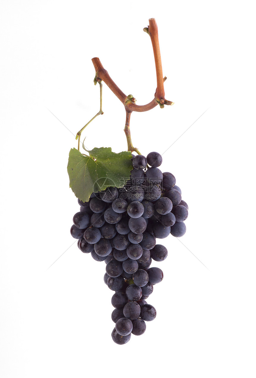 葡萄酒厂收成晴天葡萄园植物食物黑色叶子花园国家图片
