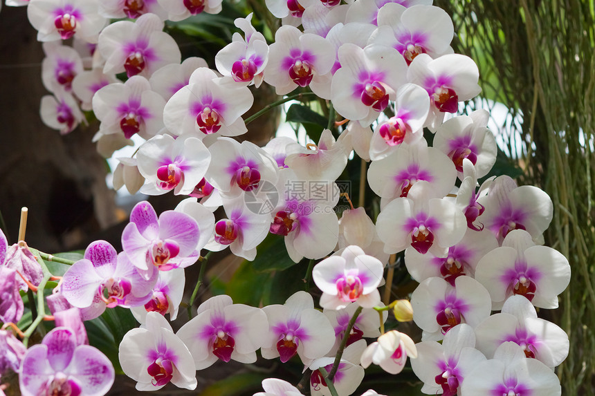 美丽的兰花环境装饰热带农村紫色花园背景花束植物群花瓣图片