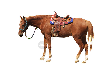 西塔克的杂货马背景图片