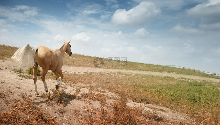 跑马马荒野农业运动生活动物群自由哺乳动物草原家畜跑步图片