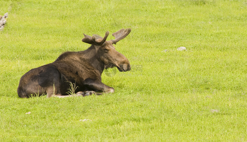 阿拉斯加驼鹿鹿角荒野哺乳动物野生动物男性动物反刍动物掌状食草天鹅绒图片
