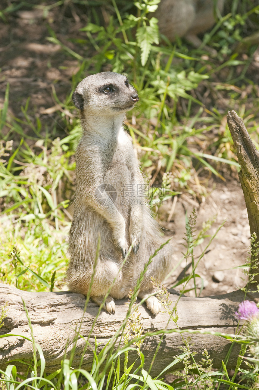 Meerkat 站岗 监视危险警报哺乳动物猫科图片