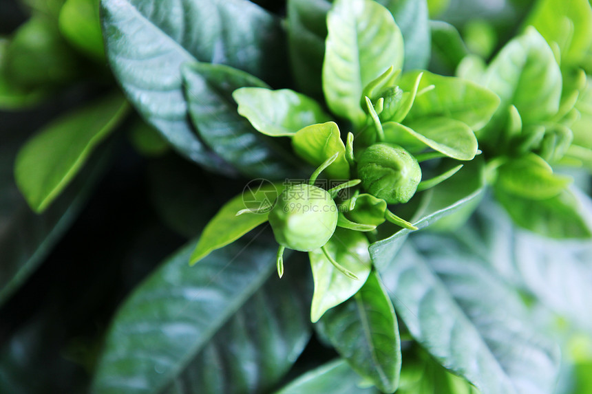 花朵药品日出疗法天空照片草本植物免版税光束植物学芳香图片