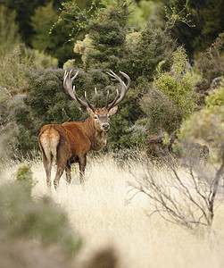 新西兰的红鹿高清图片