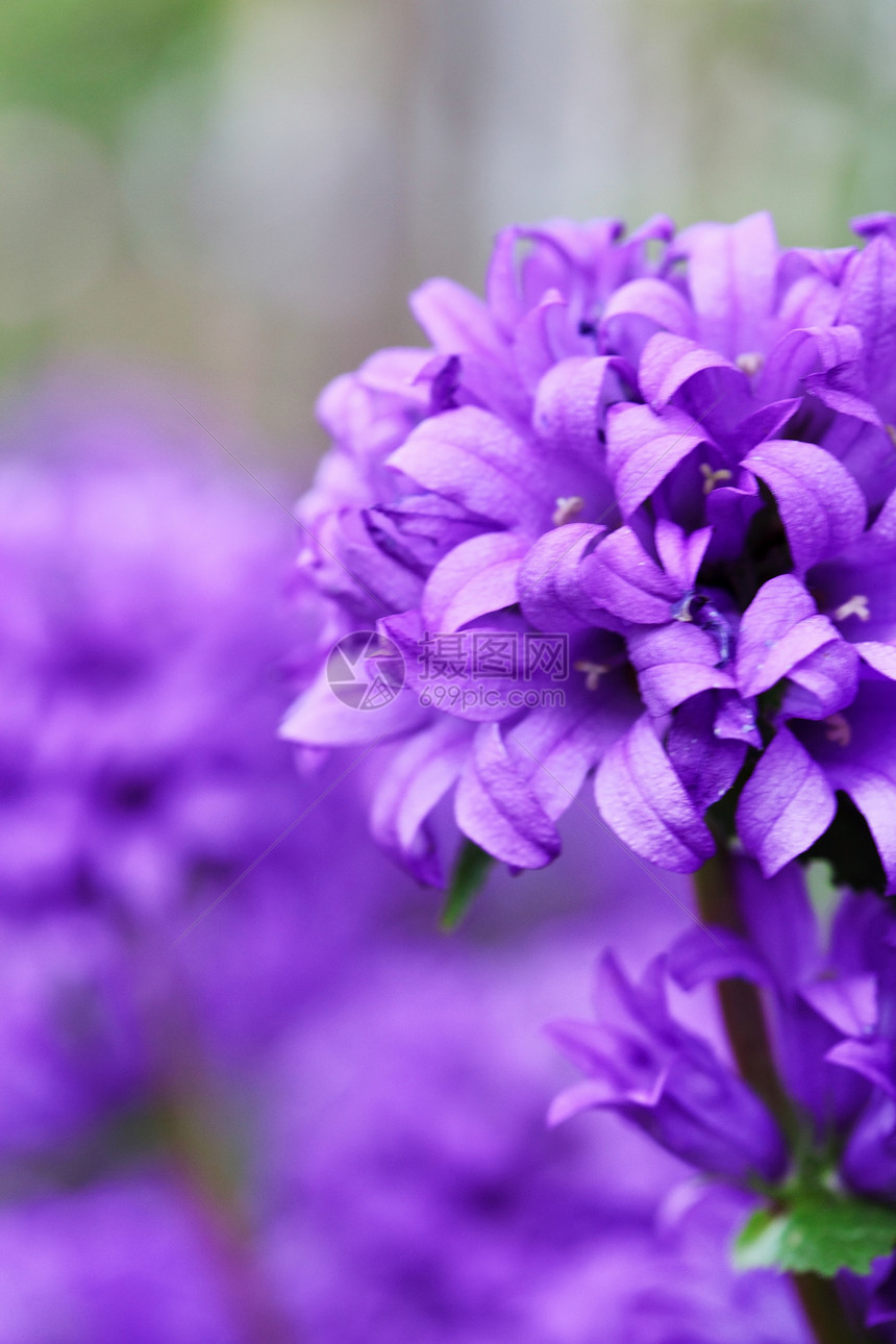 紫色花朵美丽季节植物场地花瓣宏观植物群荒野公园花园图片