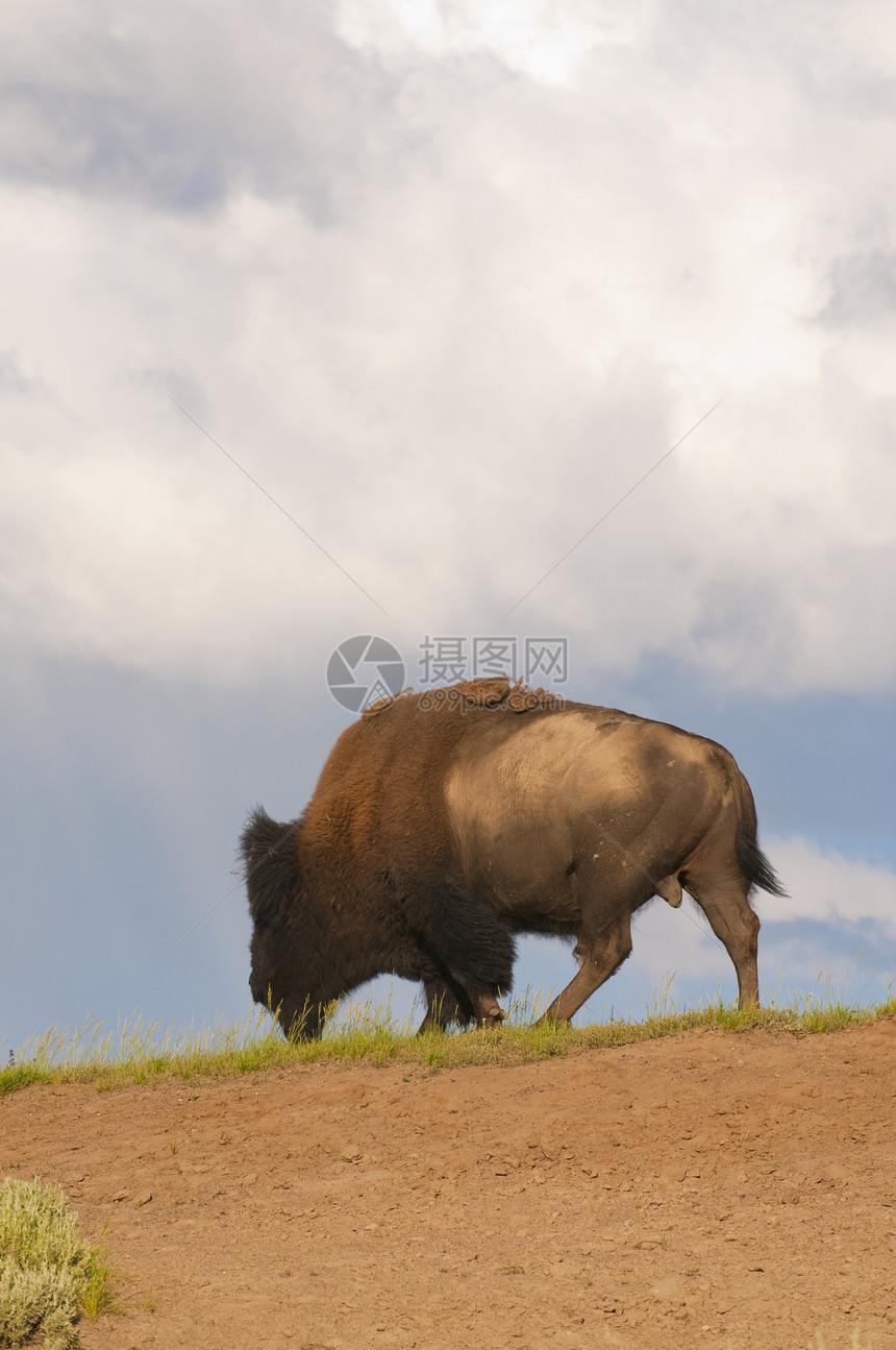 黄石公园中的图标野牛水牛牛科风景野生动物男性哺乳动物动物食草荒野公园图片