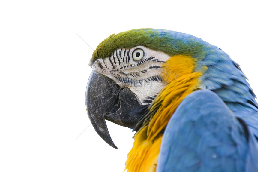 色彩多彩的鹦鹉蓝色白色鸟类黑色黄色金刚鹦鹉眼睛大道斑点鹦形目图片