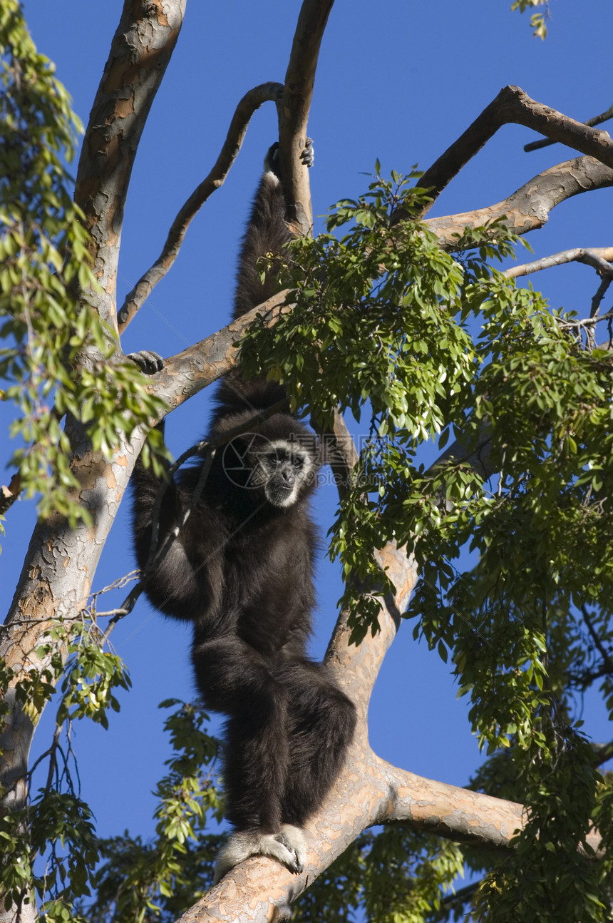 白手Gibbon动物哺乳动物灵长类图片