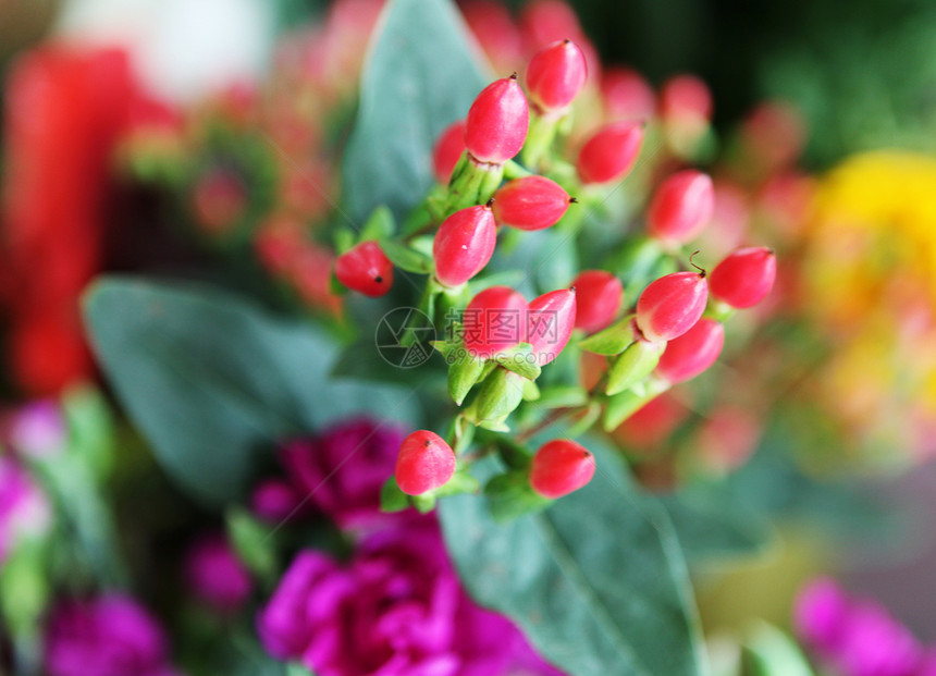 花朵太阳蓝色芳香植物群光束甘菊花园免版税香气洋甘菊图片