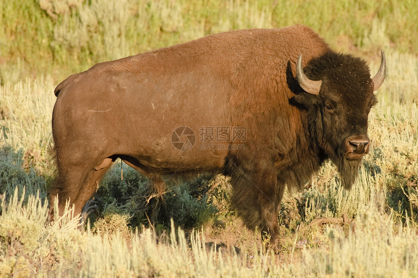 美国水牛城干草草原公园奶牛移民国家荒野食草野生动物动物图片