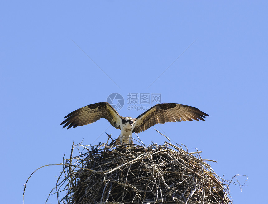 筑巢时的鲇鱼爪子蓝色天空捕食者飞行荒野鸟类翅膀猎物图片