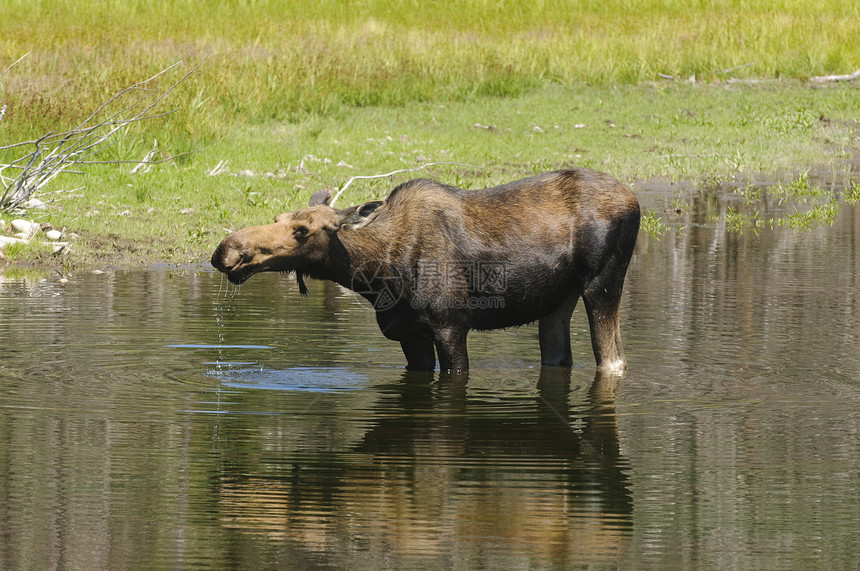 牛牛喂养食草鹿角女性野生动物哺乳动物游戏奶牛涟漪反刍动物男性图片