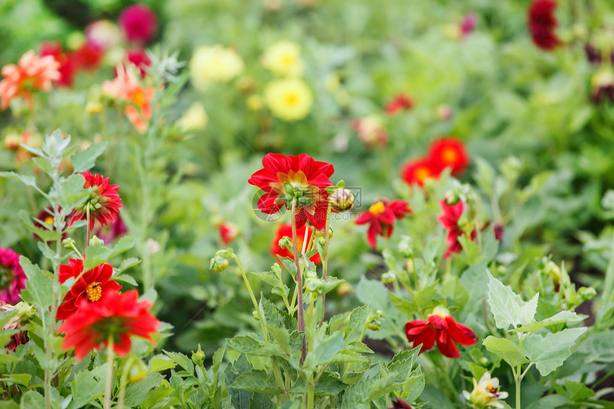 大利亚地区大丽花植物图层美丽园艺公园花园太阳中心花束图片