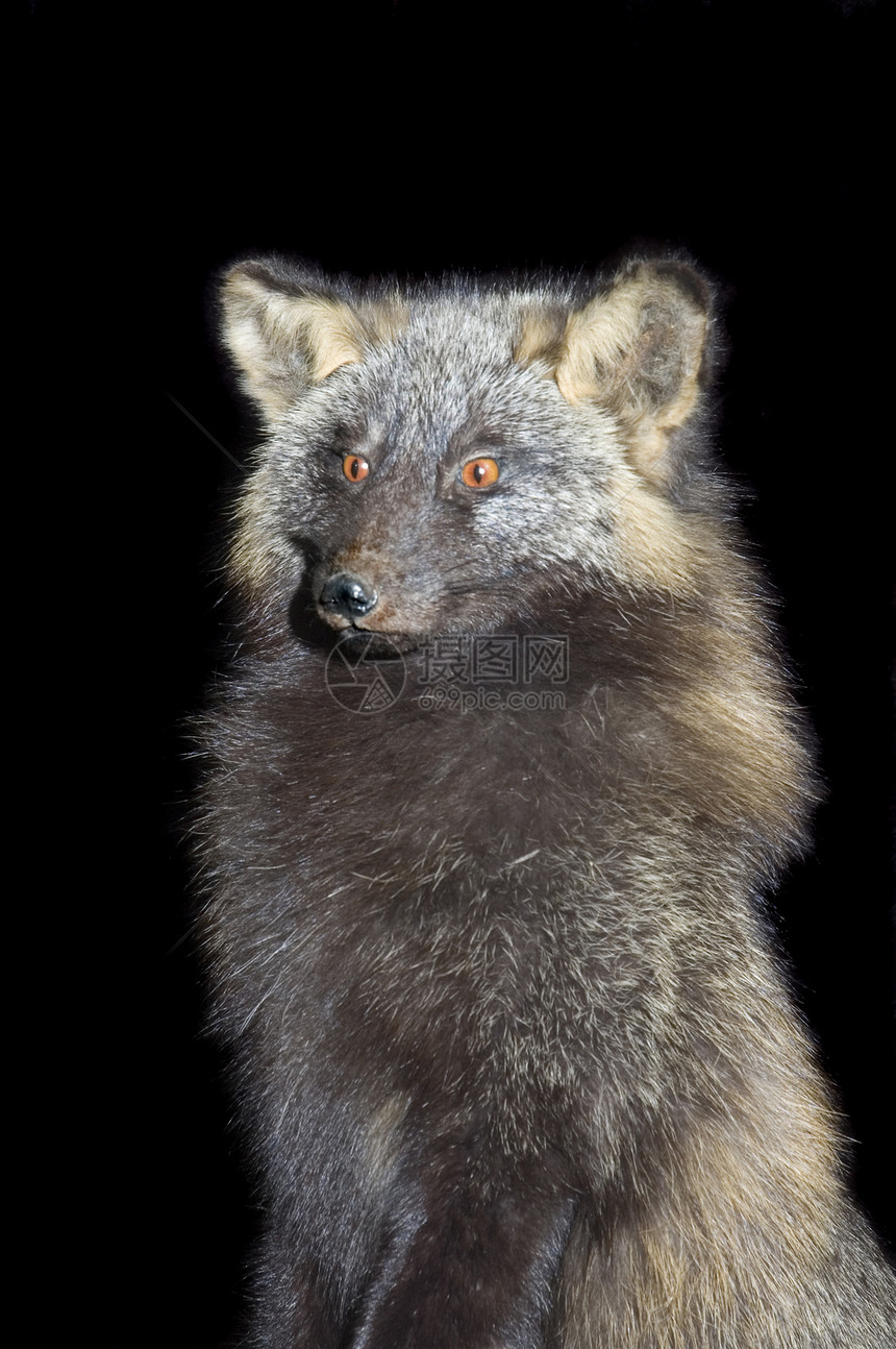 亚瑟狐外套生物黑色犬类哺乳动物捕食者动物警报狐狸荒野图片