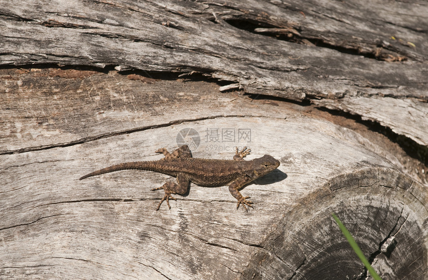 西部长林蜥蜴爬行动物爬虫栅栏日志木头图片