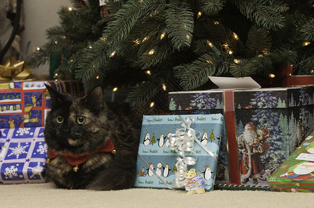 圣诞猫警报盒子包装衣领展示背景图片