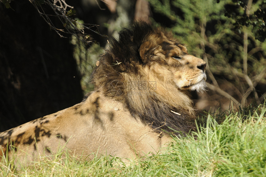 非洲狮子在太阳下安息图片