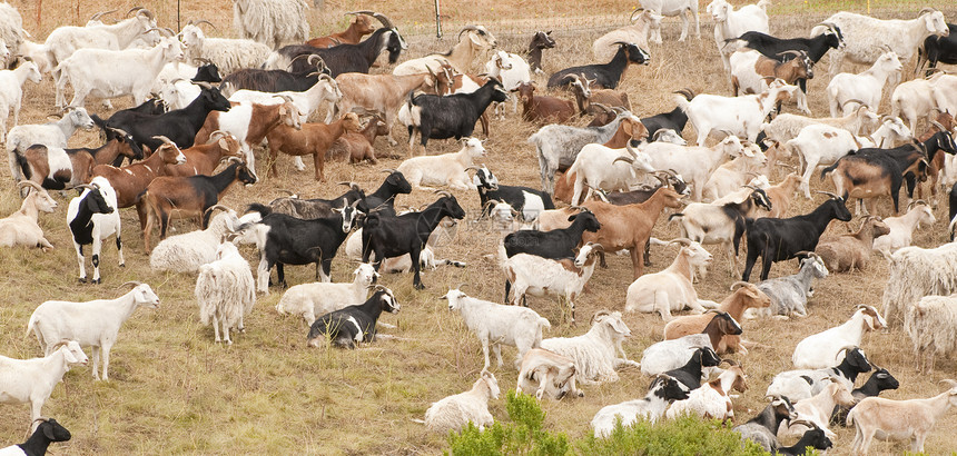 牧羊人动物食草哺乳动物牛科反刍动物图片