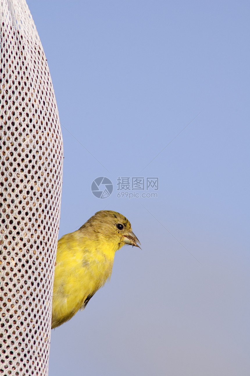 Goldfinch 粘在一袋种子上图片