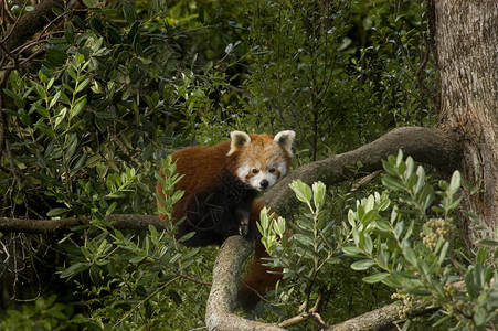 红熊猫鼻子耳朵濒危登山者竹子眼睛动物爪子动物学板栗高清图片