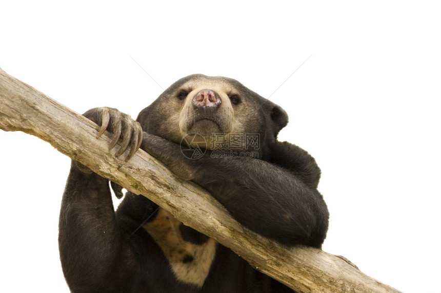 亚洲太阳熊耳朵狗熊蜂蜜马来人哺乳动物棕色手臂马来熊动物鼻子图片