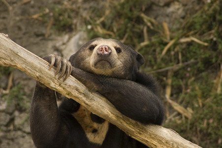 大熊座哺乳动物黑色的高清图片