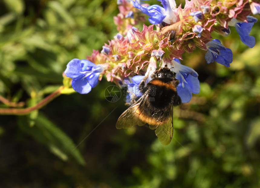 蜜蜂收集花蜜的特写图片