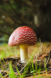 毒蘑菇共生体魔法活性精神毒菌菌类高清图片