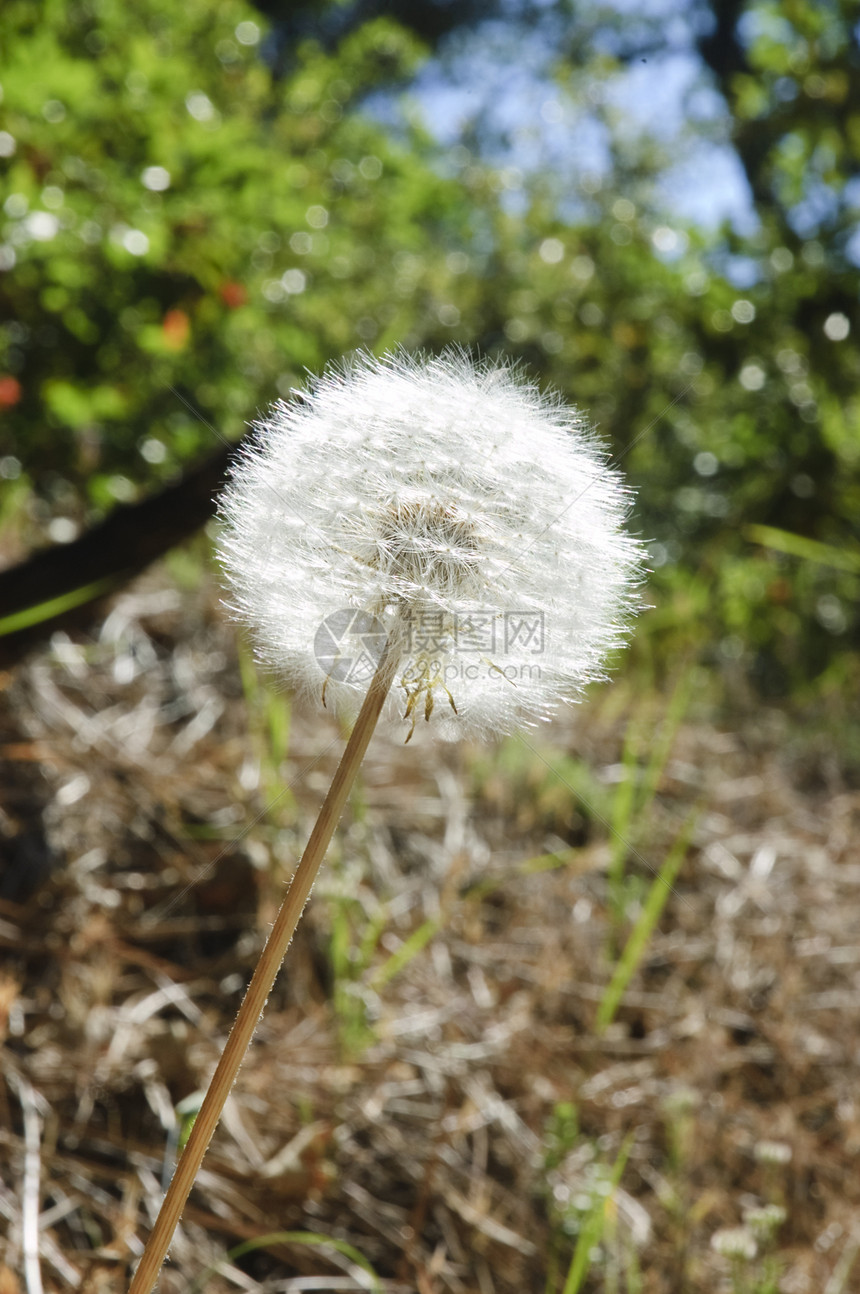 达德利翁种子花瓣植物群花园生长杂草荒野宏观天空蓝色草地图片