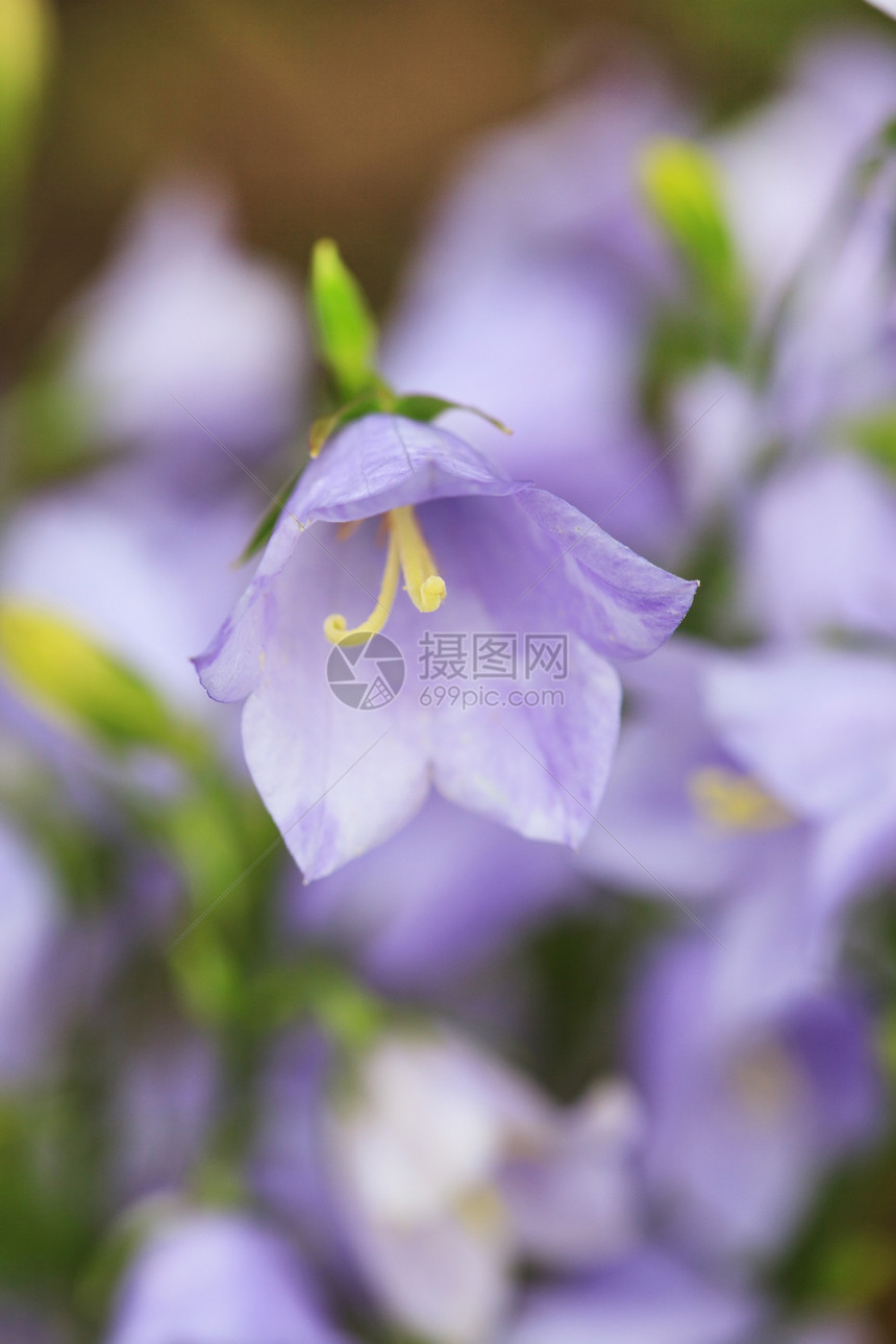 甘露花花植物花瓣花园园艺生长紫色季节性植物学绿色花束图片