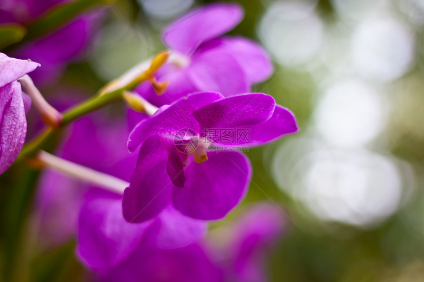美丽的兰花花瓣农村热带花园紫色植物群风格叶子植物学装饰图片