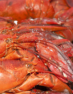 龙虾小龙虾美食橙子菜单贝类海鲜美味甲壳烹饪食物背景图片