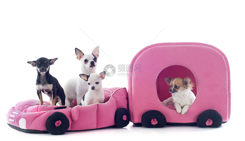 汽车中的吉娃娃团体宠物动物玩具大篷车棕色幽默工作室粉色犬类图片
