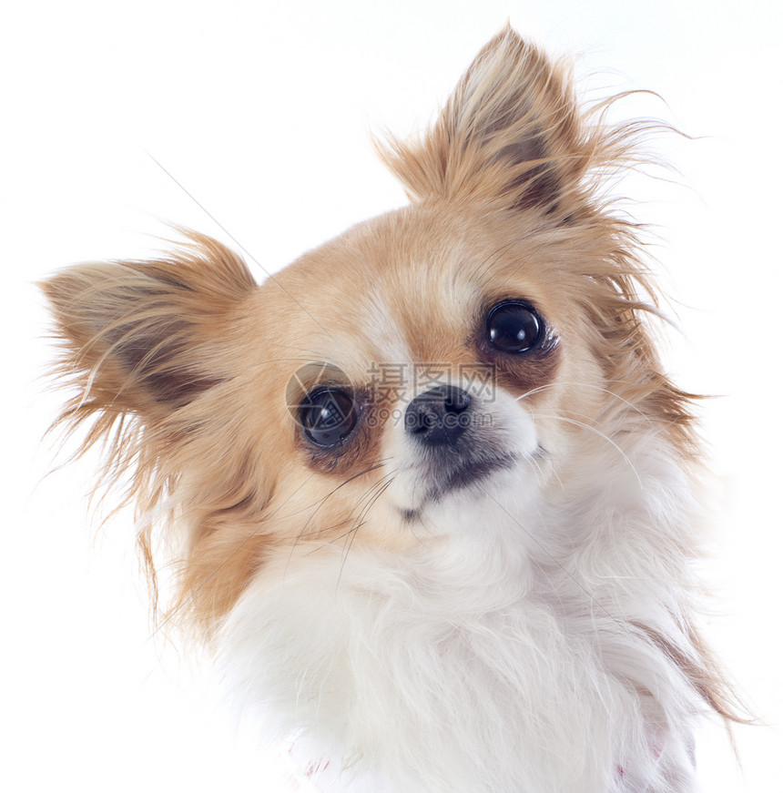 小狗吉娃娃棕色动物伴侣犬类宠物工作室白色图片