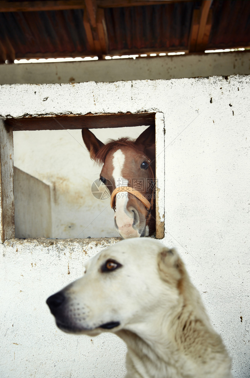 安全赛马家畜农业犬类农场谷仓哺乳动物囚犯养牛生活图片