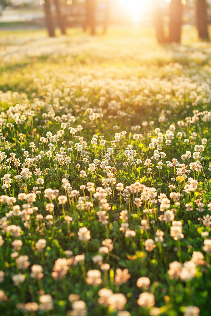 白色三叶草植物花瓣季节性幸福橙子绿色公园黄色季节树叶图片