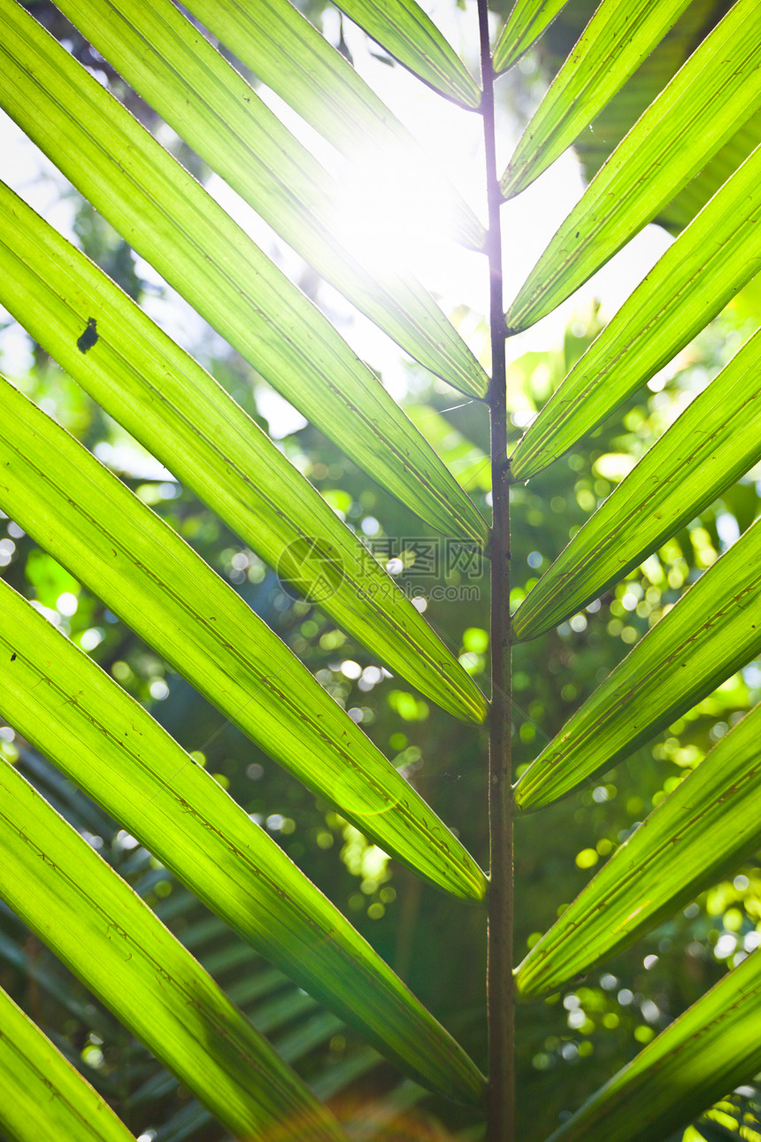 透过棕榈花观察太阳图片